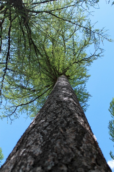 Looking up at a tall Larch tree at Clearwater Lake (in the Lolo National Forest) trails end. 5/24/17