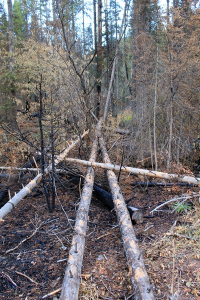 Burned log under unburned logs. Picture taken 10/11/17 about 50 yards up the trail from the Morrell Falls trailhead looking east.