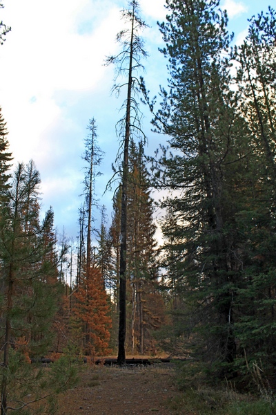 Picture taken 10/11/17 about 100 yards up the trail from the Morrell Falls trailhead.  This burned tree is a typical 'snag'.  It is obviously dead with a burned out base.