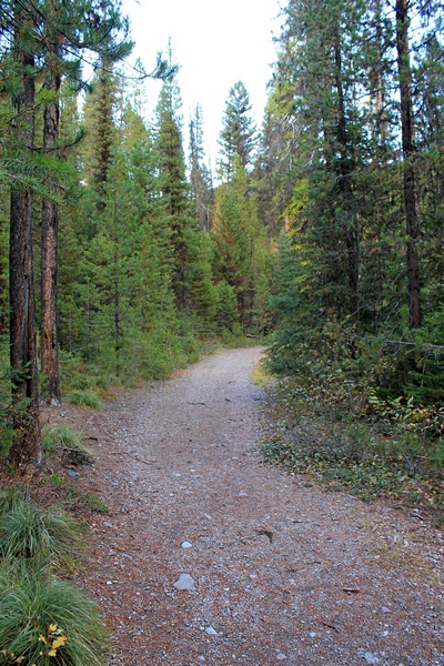 Picture taken 10/11/17 about 100 yards up the trail from the Morrell Falls trailhead looking back towards the trailhead.  Judging by this, you wouldn't know anything had burned.