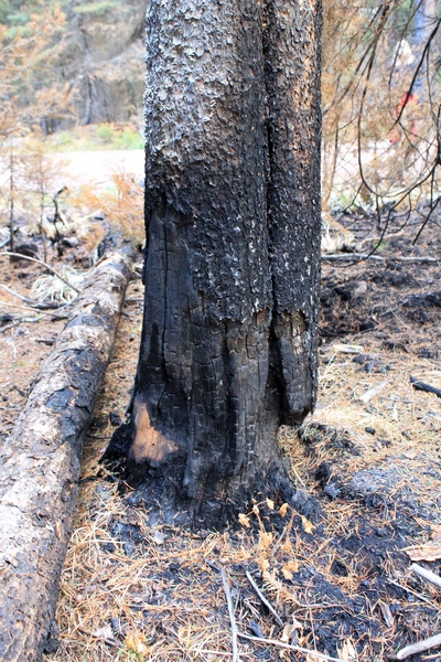 Picture taken 10/11/17 at the Morrell Falls trailhead parking lot.  This burned tree is a typical 'snag'.  It is obviously dead with a very weakened burned out base.  The height of the tree is shown in the picture to the right. This tree is tall enough that if it falls, it may well land on top of a car in the parking lot.