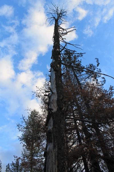 A very dangerous 'snag'.  Picture taken 10/11/17 at the Morrell Falls trailhead parking lot. It is obviously dead with a very weakened burned out base (shown in the picture to the left).  This tree is tall enough that if it falls, it may well land on top of a car in the parking lot.