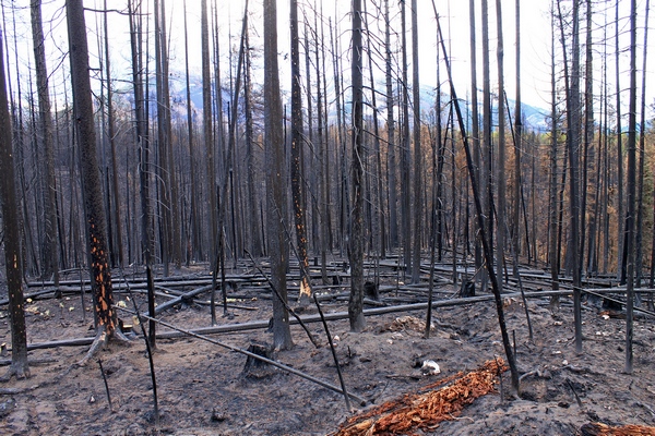 View of the Swan Range behind the burned forest along FR 4353 north of Seeley Lake, Montana. 
