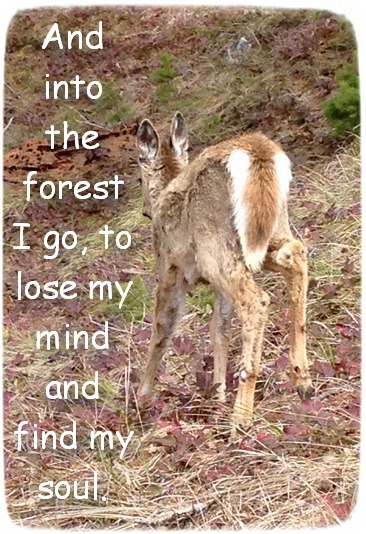 And into the forest I go, to lose my mind and find my soul.