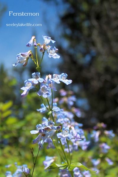 Found along the Auggie-Morrell Cutoff.  Penstemon is the largest genus of flowering plants endemic to North America with 29 species in Montana.