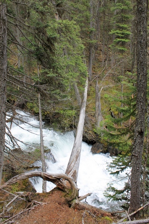 Fallen tree across the top of lower Morrell Falls (near Seeley Lake, MT)