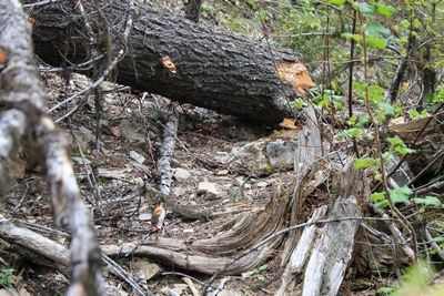 Grizzly basin trail (409) blocked by fallen trees about 100 feet up from its beginning near the end of Morrell Falls Trail (30). 5/20/17