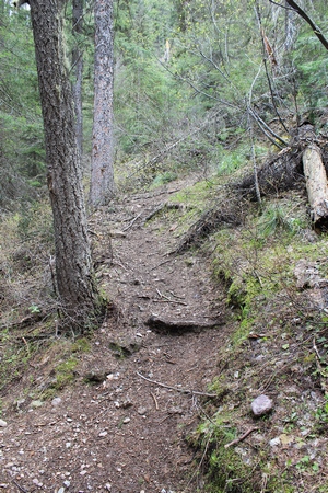 Beginning of The Grizzly Basin Trail (409) as it leaves off the north edge of Morrell Falls Trail (30) less than 100 yards from the end at Morrell Falls near Seeley Lake, MT