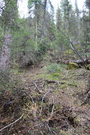 Beginning of The Grizzly Basin Trail (409) as it leaves off the north edge of Morrell Falls Trail (30) less than 100 yards from the end at Morrell Falls near Seeley Lake, MT