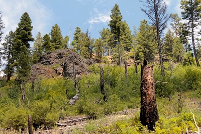 In 2000, the Monture fire burned almost 24,000 acres at the head of Monture Creek.  This view is looking northeast from the trail about 1.25 miles into the hike.