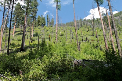 The Monture fire burned almost 24,000 acres at the head of Monture Creek in 2000, spilling over Hahn Pass