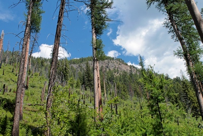 From the Monture Creek Trail looking northeast in the direction of Spread Mountain (which can't be seen), the higher elevation above reaches 6500' 