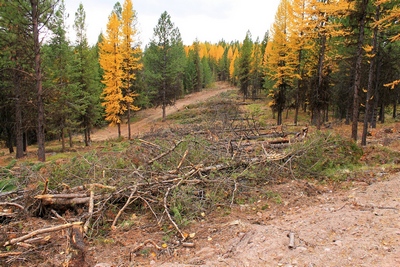 A fuel break... a line of cut trees to slow the spread of fire along FR4361 as it appeared on 10/18/17.  This area along the road did not burn in the Rice Ridge fire.