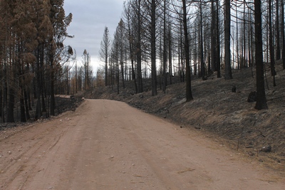 Looking west at a burned area along FR4361 as it appeared on 10/18/17.