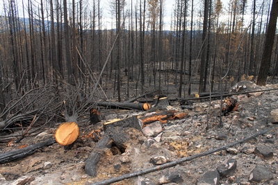 Looking southeast along FR4361 at a burned section on 10/18/17.  Trees were cut to fall away from the road to slow the spread of the fire.