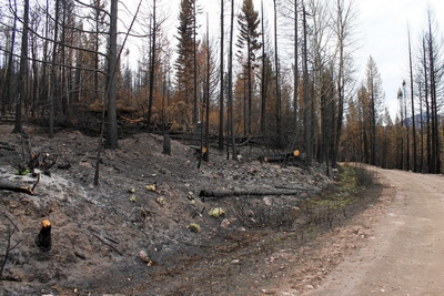 Looking east along FR4361 at a burned section on 10/18/17