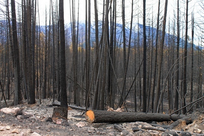 Looking east along FR4361 at a burned section on 10/18/17.  Trees were cut to fall away from the road to slow the spread of the fire.