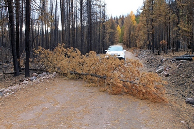 Looking west along FR4361 at a tree that had fallen across the road (probably on 10/17/17 with the high winds) blocking passage.