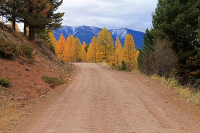 Looking east at an unburned area along FR4361 as it appeared on 10/18/17 north of Seeley Lake, MT.