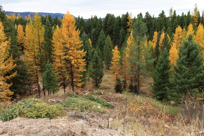 Looking south at an unburned area from FR4361 at the left turn ahead in the picture to the left) as it appeared on 10/18/17 north of Seeley Lake, MT.