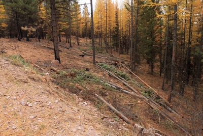 A fuel break... a line of cut trees to slow the spread of fire along FR4361 as it appeared on 10/18/17.  This area along the road did not burn.