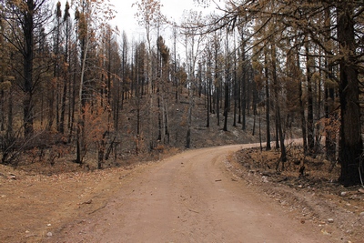 Looking east at a burned area along FR4361 as it appeared on 10/18/17.  The picture to the left shows what it looks like (unburned) when you turn the camera around.