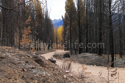 Looking east along FR4361 from a burned section towards an unburned group of Larch trees in the distance on 10/18/17