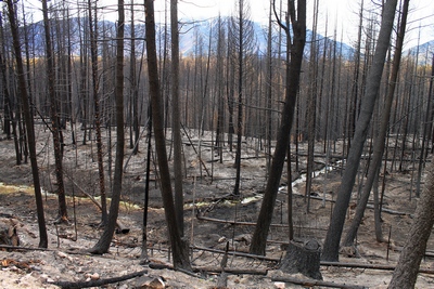 Looking east along FR4361 from a burned section towards Morrell mountain in the distance on 10/18/17.  The small creek in the center is most likely a tributary to Seeley Creek to the south.