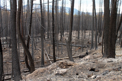 Looking southeast along FR4361 from a burned section on 10/18/17.