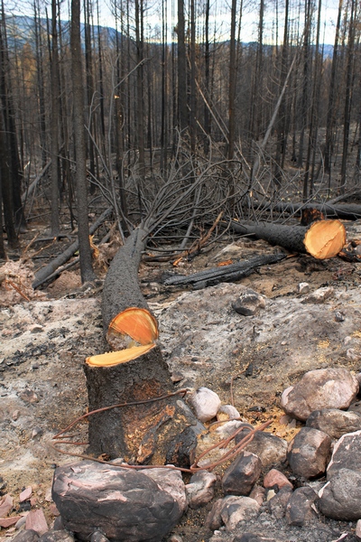 North of Seeley Lake, MT, trees with scorched bark near the road were cut down to slow the spread of fire along FR4361