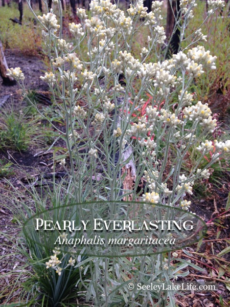 Pearly Everlasting (Anaphalis margaritacea) seen on the Morrell Falls National Recreation Trail on 9/1/19.